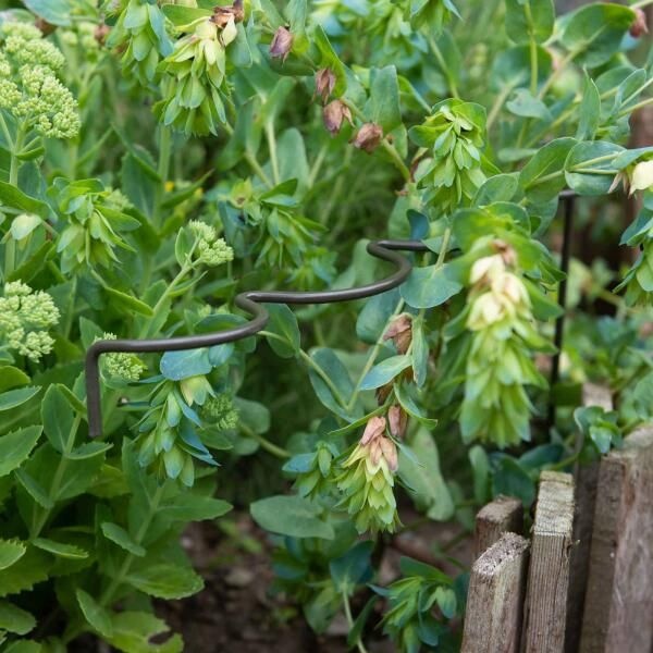 HARROD HORTICULTURAL 아트박스/그린무어 해로즈 홀티컬처럴 식물지지대 (스캘럽) Scalloped Green
