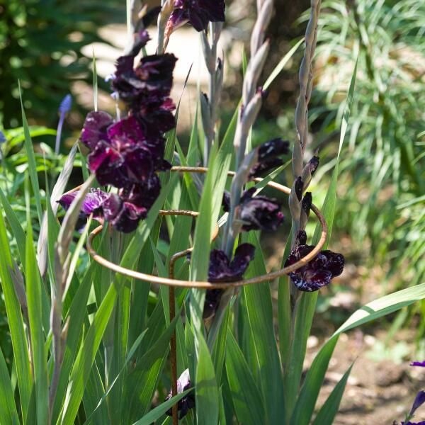 HARROD HORTICULTURAL 아트박스/그린무어 해로즈 홀티컬처럴 식물지지대 (플랫탑 스피럴) Rust