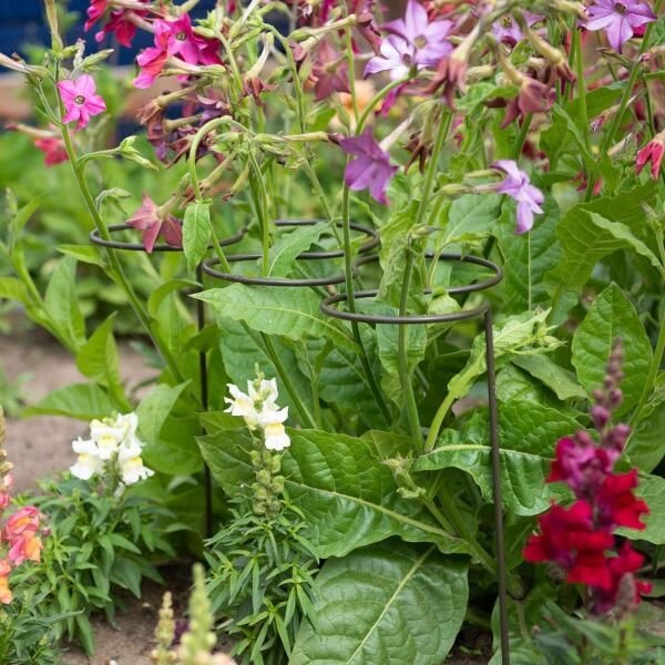 HARROD HORTICULTURAL 아트박스/그린무어 해로즈 홀티컬처럴 식물지지대 (파이브 링) 5 Ring Green