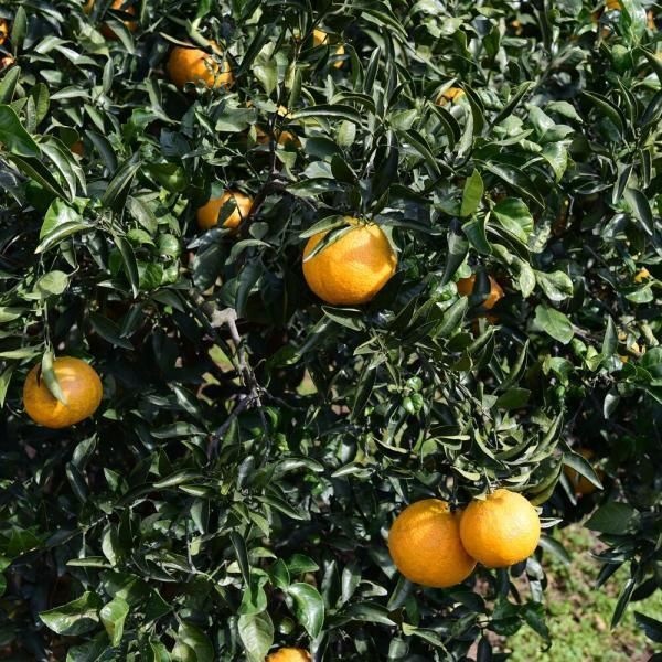 시선집중 노지 한라봉 가정용 할라봉 못난이 10kg