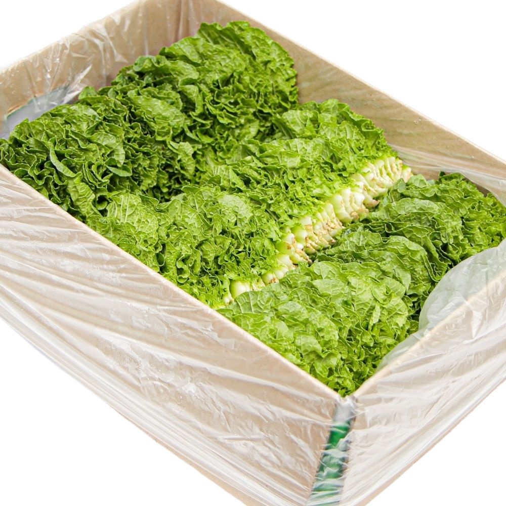 국내산 특품 쌈추 한박스 1kg 쌈배추 쌈채소 모듬쌈 가락시장 당일새벽경매