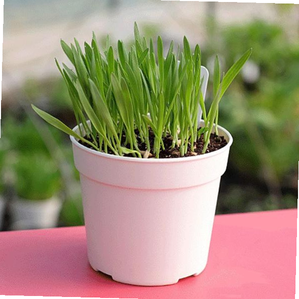 캣글라스 캣그라스 고양이풀 귀리 씨앗 화분 키트