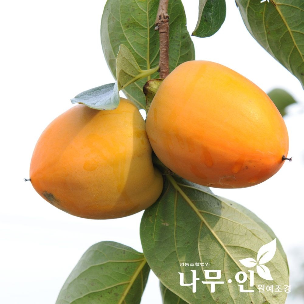 [나무인]감나무(대봉) 묘목  2그루