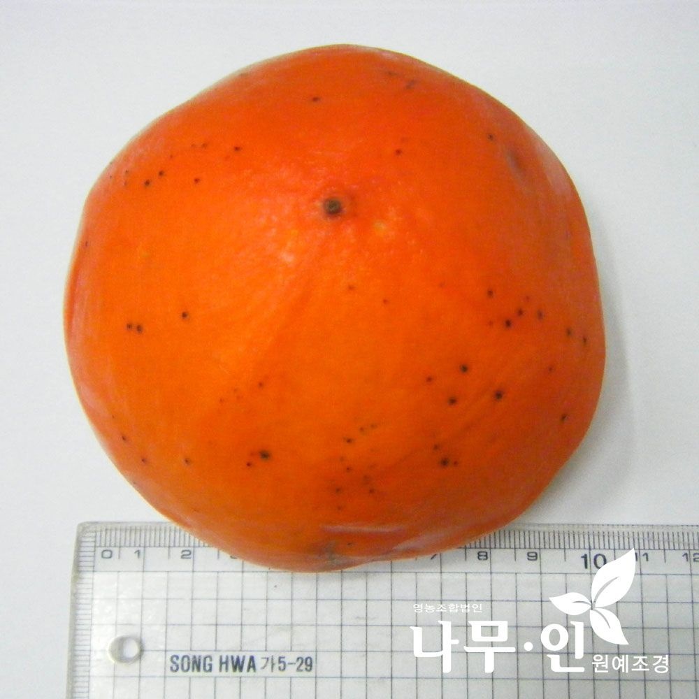 [나무인] 감나무(야오끼) 묘목 2개