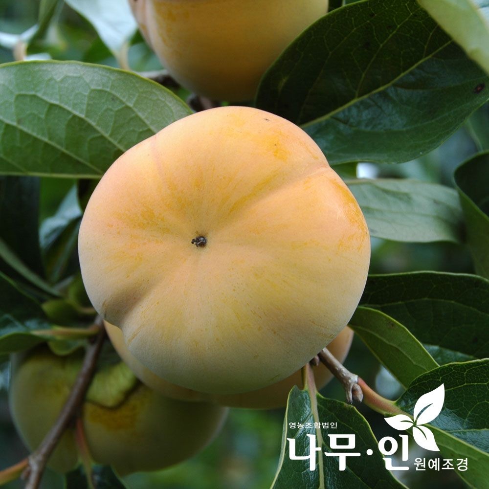 [나무인]단감나무  묘목  2개