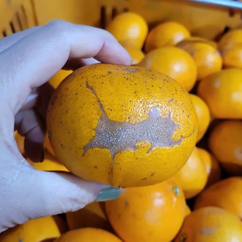 올레길천혜향 고당도 천혜향 못난이 실속형 흠집 가정용 천혜향 과일 사이즈 혼합 10kg 감귤 한라봉 레드향