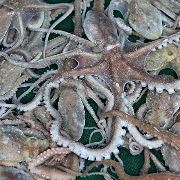 [산지직송] 해남 산낙지 80g내외 x 5마리 (소/산소포장/당일조업)