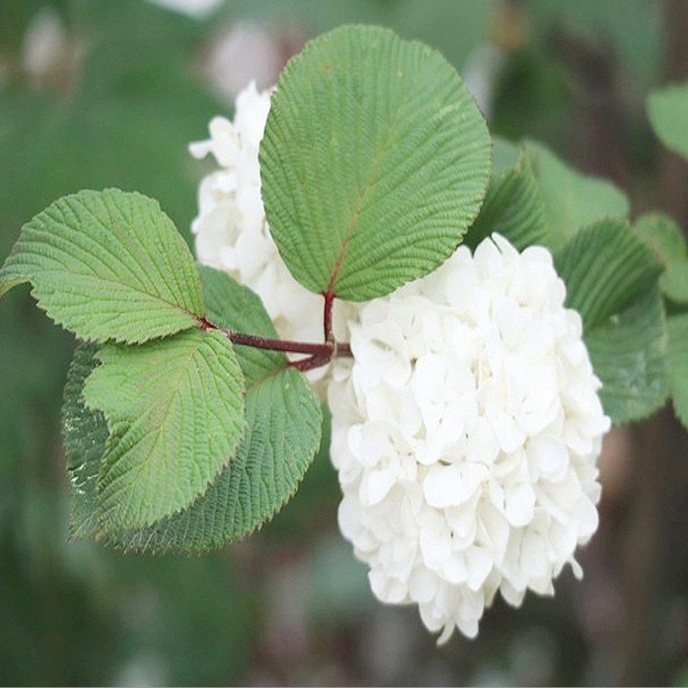 착한가격 나무생각 / 설구화 / 삽목2년 / 1등묘