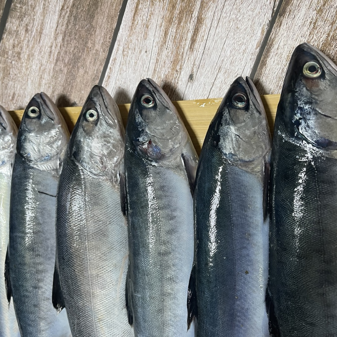 자연산 반 건조 손질 바다 송어 제철 생선