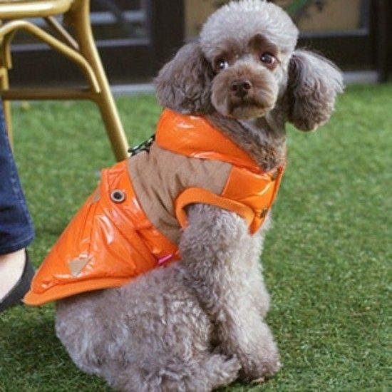 강이지 패리스독 고양이 웨스턴 패딩