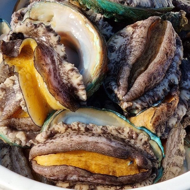 완도 활 전복 1kg 9-10미 산소포장