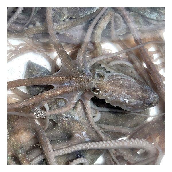 [전라도청년] 전남 고흥 산낙지 대 3마리 (마리당 200g 내외)