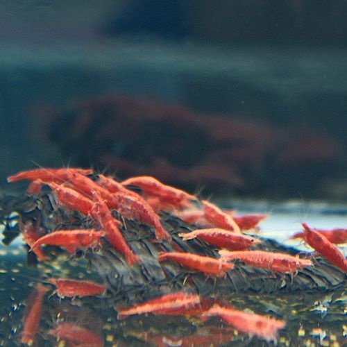 열대어 A급 체리새우 5마리 블러드메리 사쿠라급 수족관 수초 이끼제거