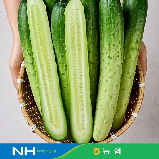 [L포인트 최대 600p] 동김제농협 백다다기 못난이 오이 2kg 10개 내외 취청오이 청오이