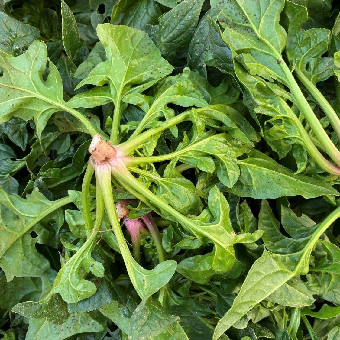 산지직송 해풍 맞고 자라 달큰한 통영 남해안 시금치  1kg 2kg : 롯데ON