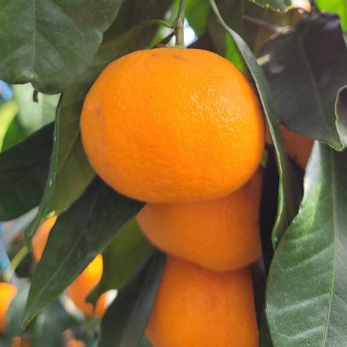 [싱싱햇 협력사]싱싱햇 제주카라향 제주도 귤 감귤 카라향 3kg 5kg 10kg