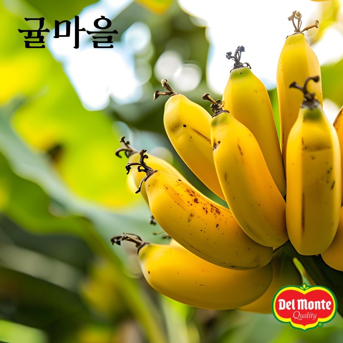 귤마을 달콤한 델몬트 바나나 1.3kg 내외(1송이)