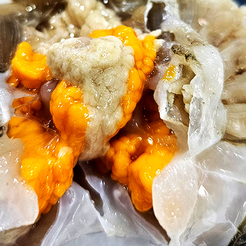 서해안 국내산 활 암꽃게 2kg 3kg 알배기 봄 꽃게 게장용 찜용