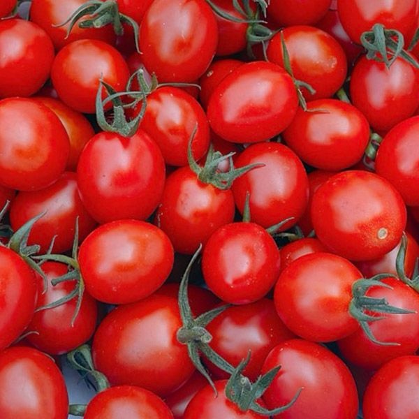 GP2512 대추방울토마토 750g 1팩