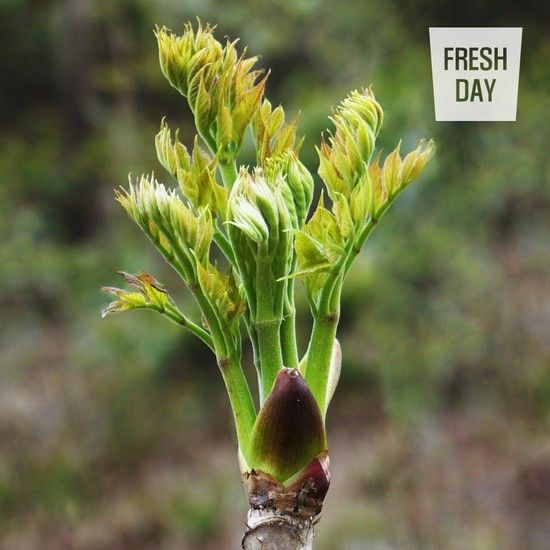 내고향푸드 봄나물의 제왕 고창 순창 참두릅 원순 대품 500g