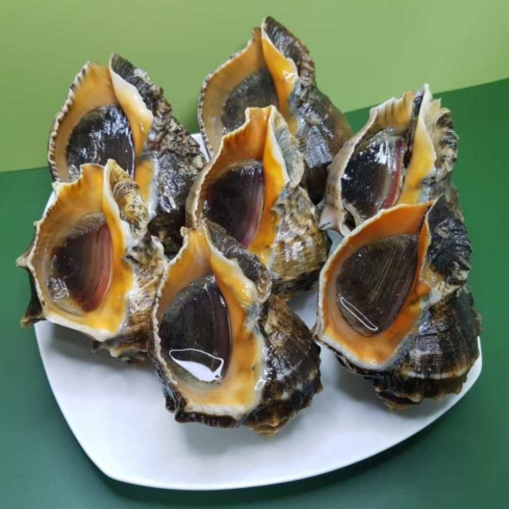 자연산 생물 활 소라 참소라 1kg