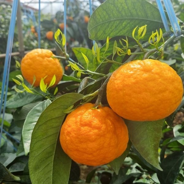 UnKnown [맛없음환불] 초고당도 제주 카라향 산지직송