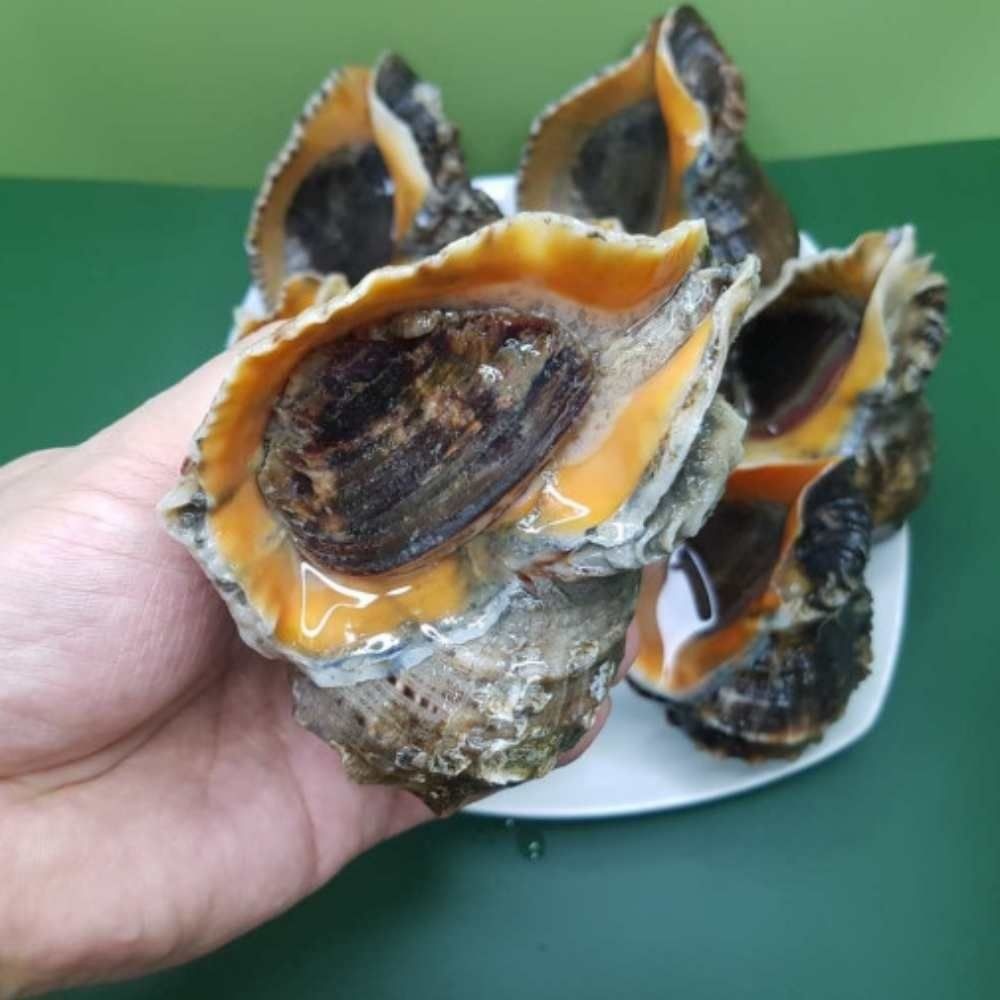 자연산 생물 활 소라 참소라 1kg 대사이즈