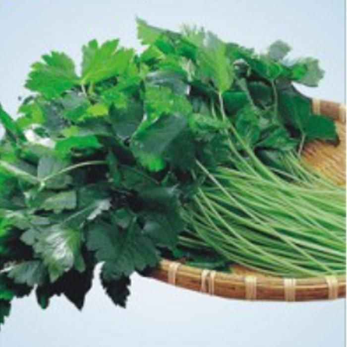 [패션플러스][주식회사 브이와이][JHL9N8TU_51CX]참나물 식물 산 씨앗 품종 종자 1000립 (29916872A)