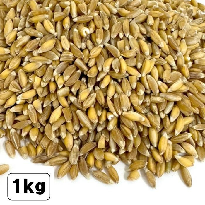 파로쌀 파로 곡물 파로밥 엠머밀 저당쌀 1kg