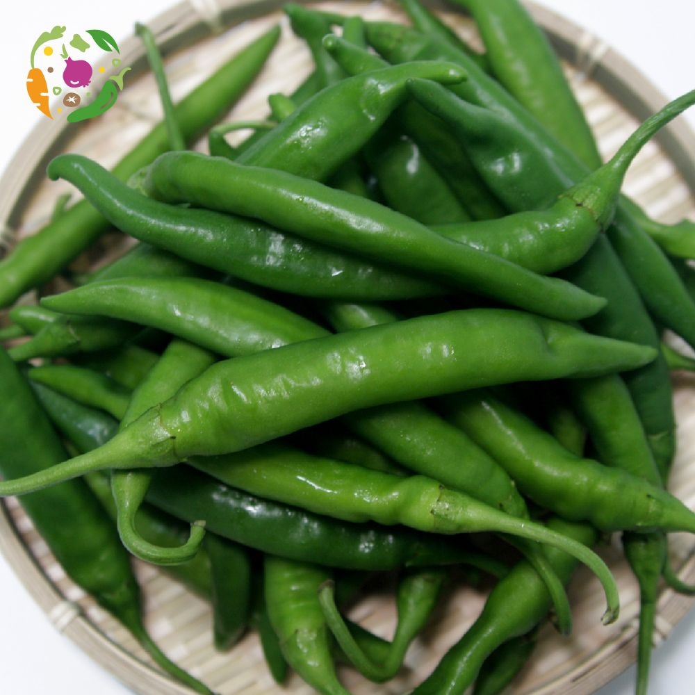 [온누리7%혜택][새벽경매] 국내산 청양고추 500g
