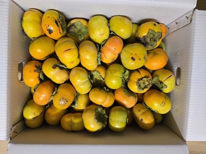 경남꿀단감 10KG 랜덤과 단감 진영단감 곷감 홍시