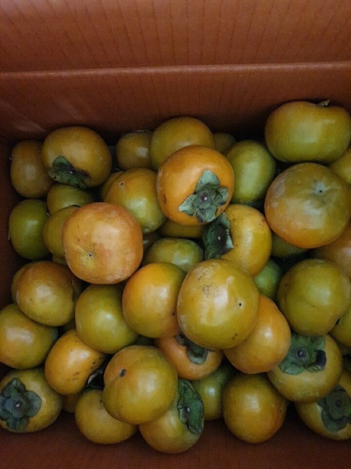 못난이단감10KG 단감 부유단감 태추단감 랜덤 감