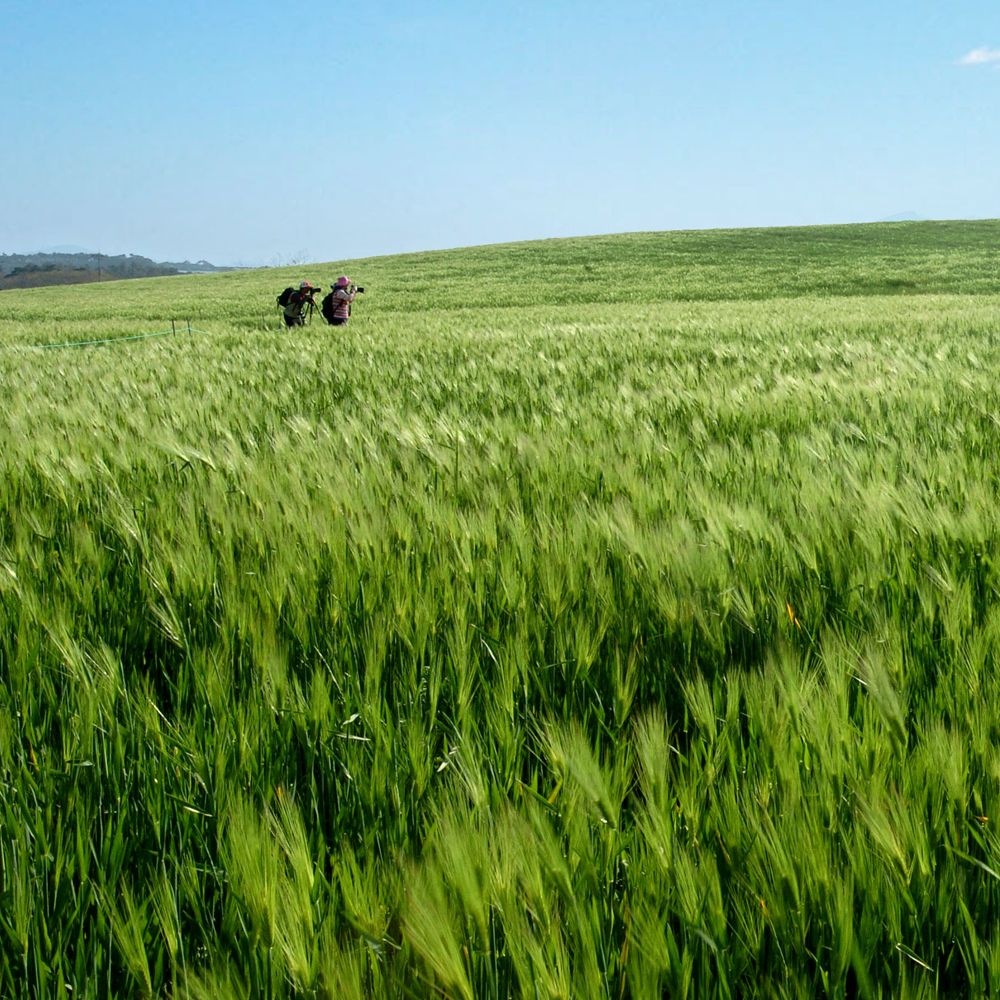 HAEMILTOUR [여행가는달] KTX 고창 부안 청보리밭 기차여행 / 당일
