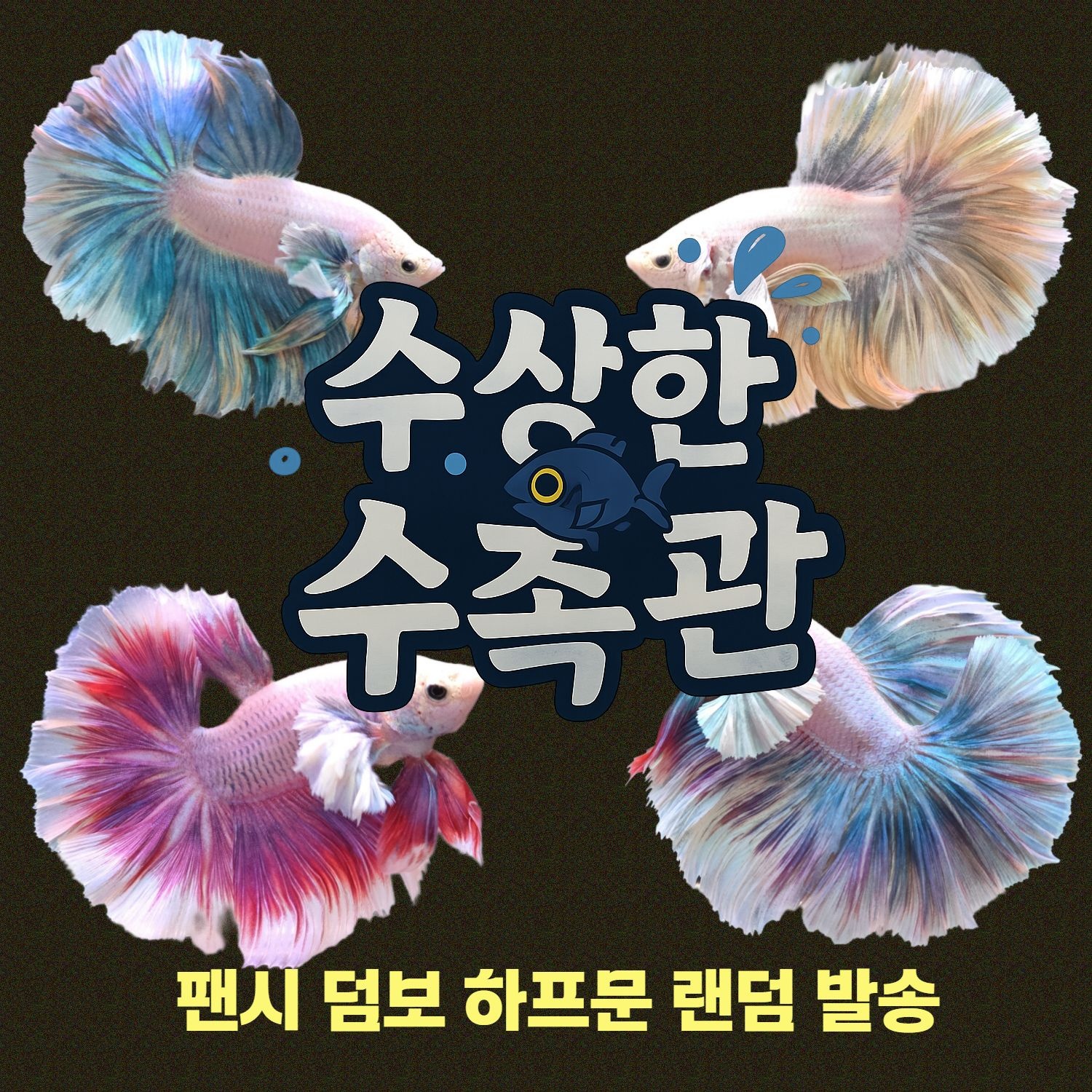 [수상한수족관] [하프문베타 ] 팬시 덤보 하프문 수컷 베타 / 1마리 /색상,패턴 랜덤발송