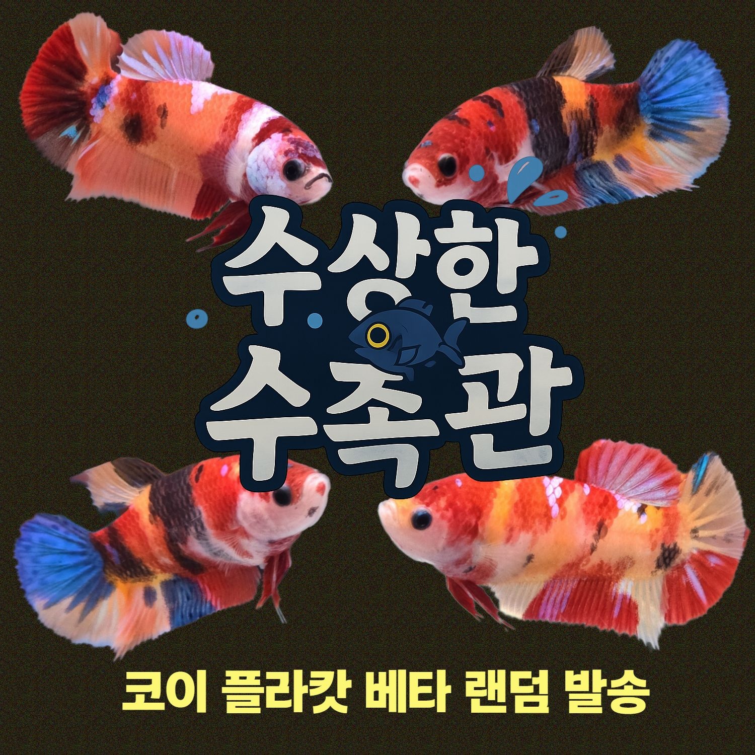 [수상한수족관] [하프문베타 ] 코이 플라캇 암컷 베타 / 1마리 /색상,패턴 랜덤발송