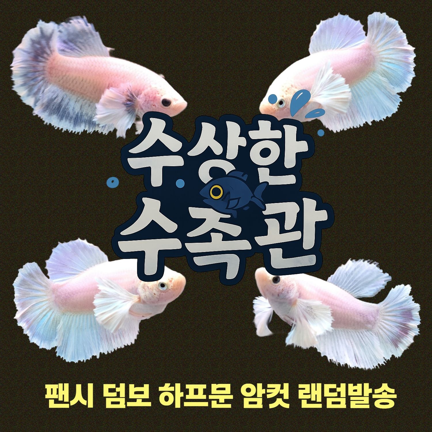 [수상한수족관] [하프문베타 ] 팬시 덤보 하프문 암컷 베타 / 1마리 /색상,패턴 랜덤발송