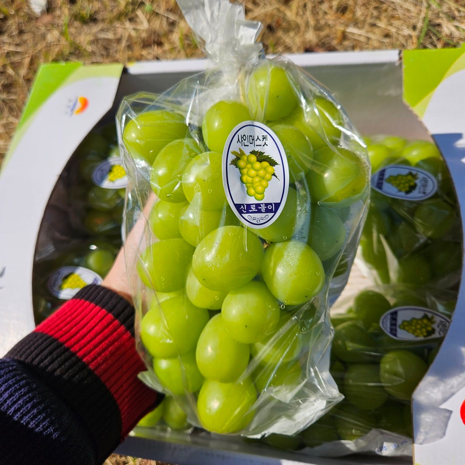 고당도 샤인머스켓 4KG