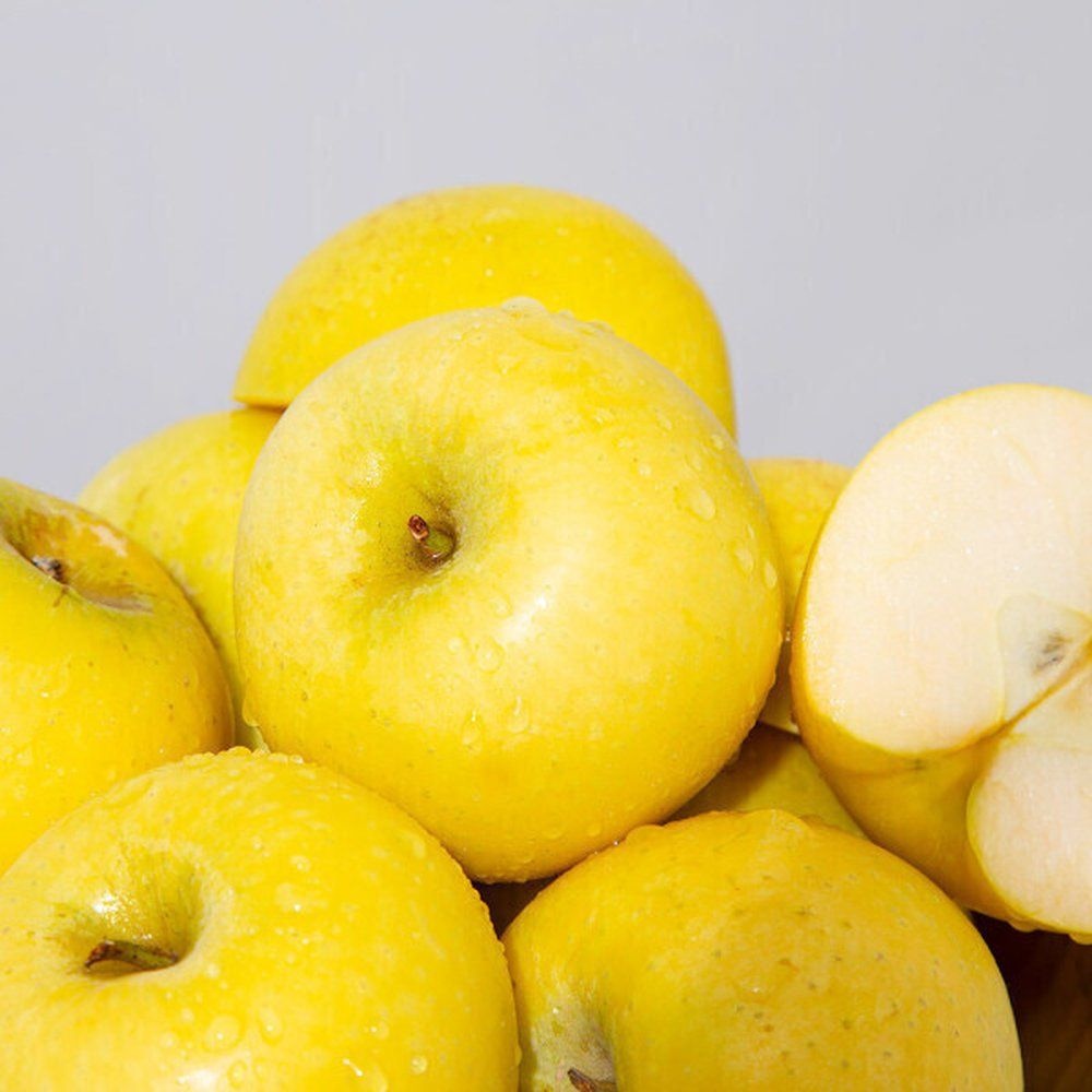 (신선집중) 황금사과 시나노골드 가정용 5kg 중과 25-28과 새콤달콤 경북사과 단하루특가