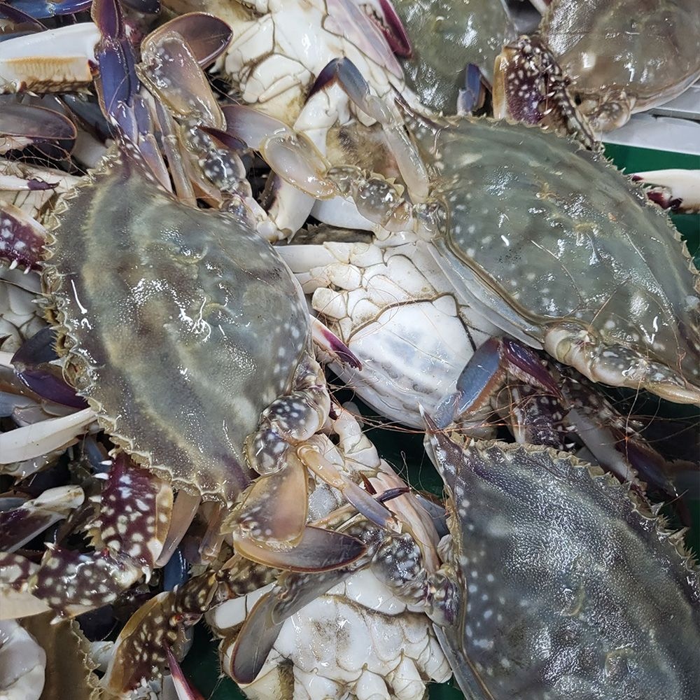 태안 제철 활꽃게 프리미엄 암꽃게 1kg(3-5미)