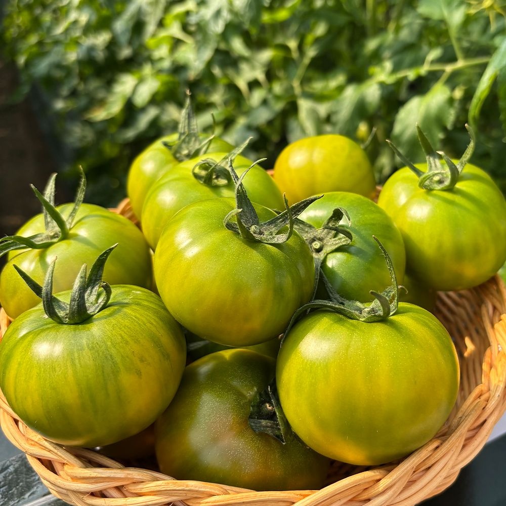 [롯데백화점] 맛딜 부산직송 대저토마토 5kg/못난이