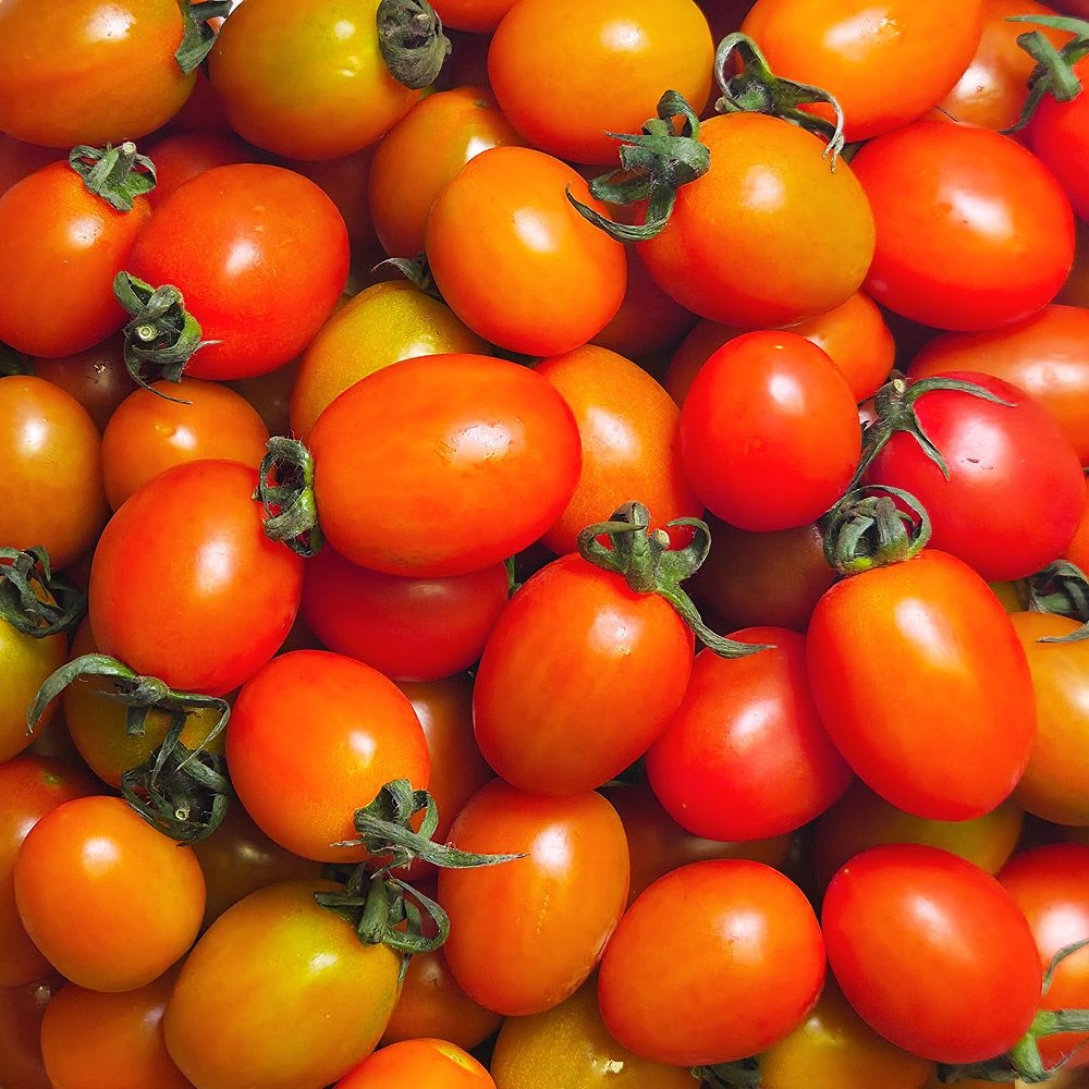 산지직송 대추 방울토마토 고품위 로얄과 2kg 5kg 1번 3번과 당일수확