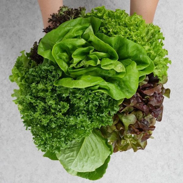 [롯데온] 유러피안 샐러드 1kg,대추방울토마토 2kg, 펩시제로 (다양/무료)