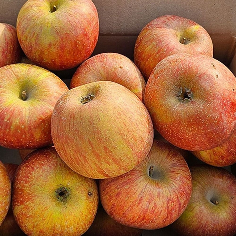 부사 사과 못난이 10kg