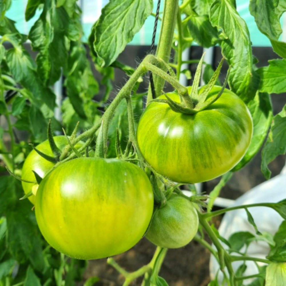 [롯데온] 부산 대저 짭짤이 토마토 2.5kg(L~3L) (15,560원/무료)