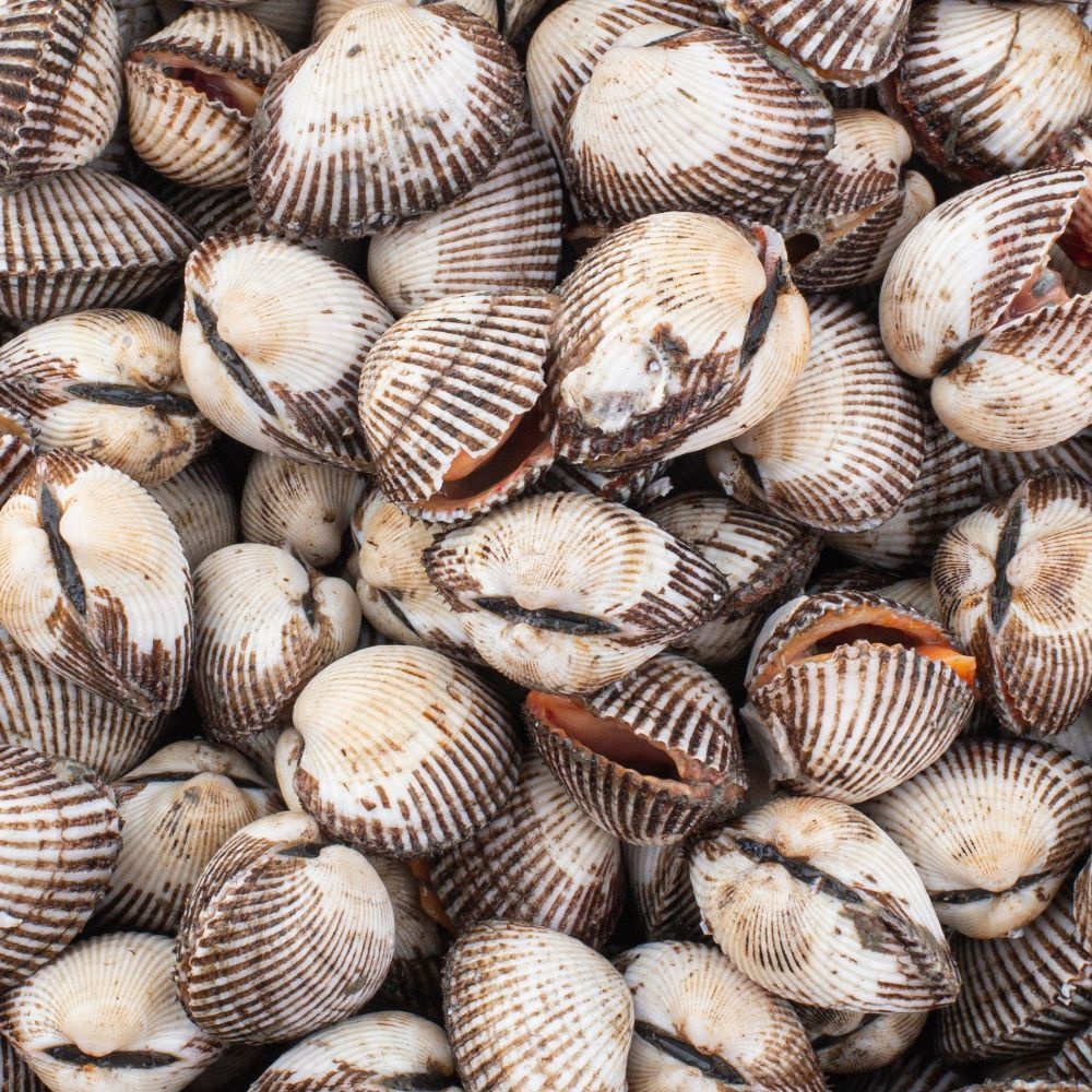 [롯데온] 새꼬막 2kg (kg당 15-20미) (11,090원/무료)