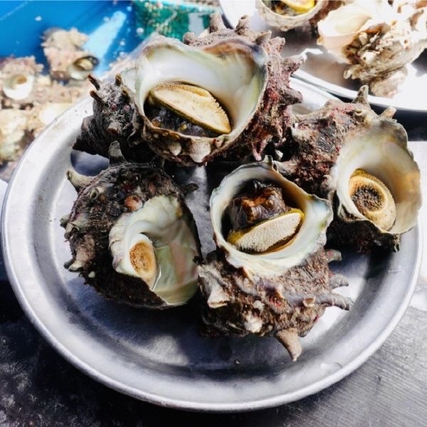 제철 자연산 뿔소라 1kg 소라 회 구이