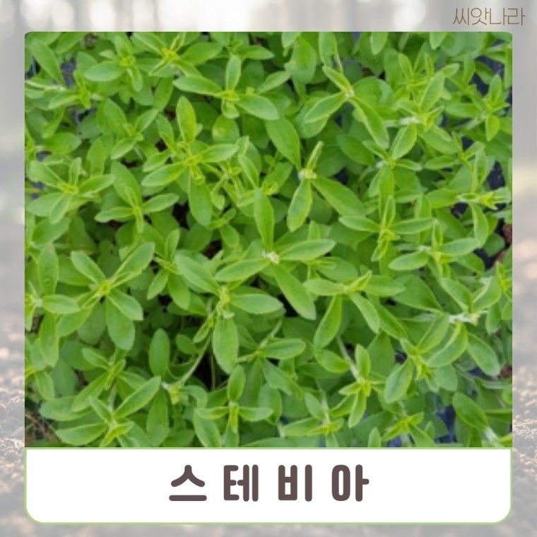 (씨앗나라) 설탕 당도 300배 스테비아 씨앗 30립