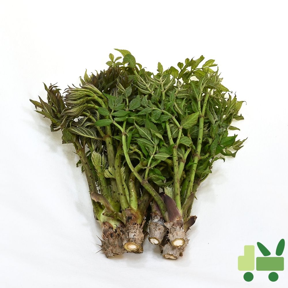 두릅 (산두릅 참두릅) 4kg (장아찌)