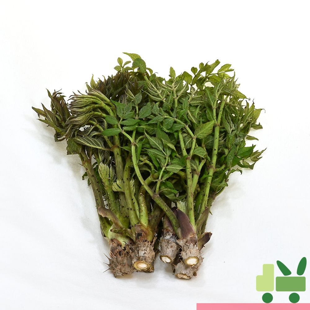 두릅 (산두릅 참두릅) 2kg (장아찌)