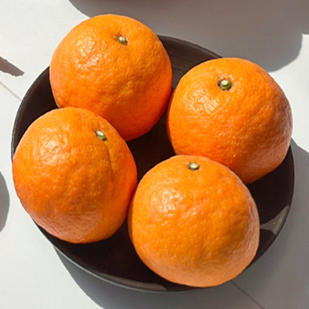 유쎌몰 카라향정품 (중과)10KG (45-75과) 공급 제주도과일 감귤류